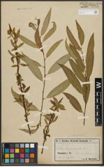 Foto von Salix alba L. x Salix fragilis L.